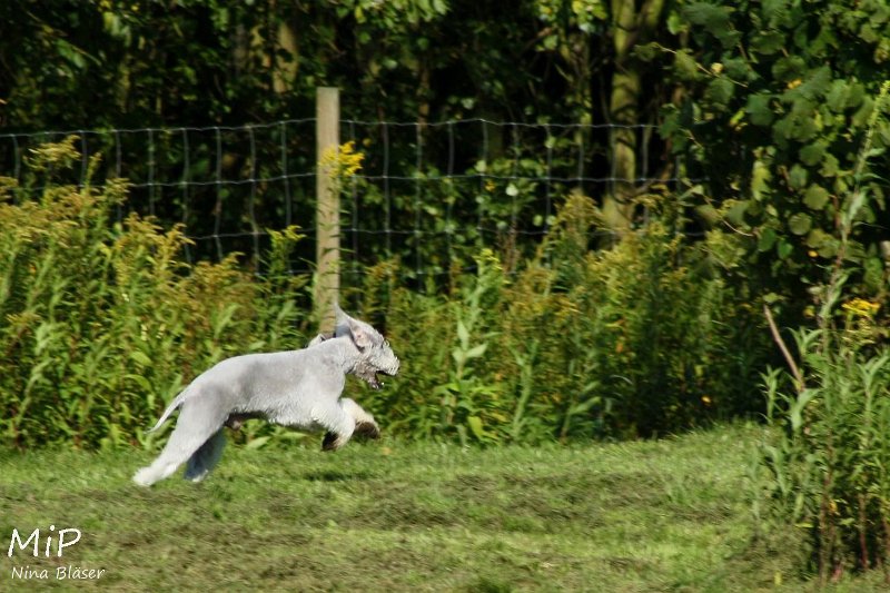 2010-10-03 Coursing-Training GE (19).jpg